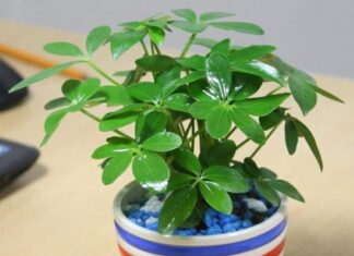 The 3 Varieties of Houseplants That Usher in “Wealth” to Your Abode