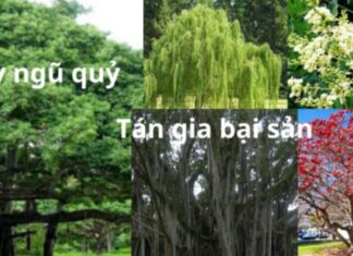 The Ancient Secret to a Wealthy Home: Unveiling the Mystery Tree of Fortune