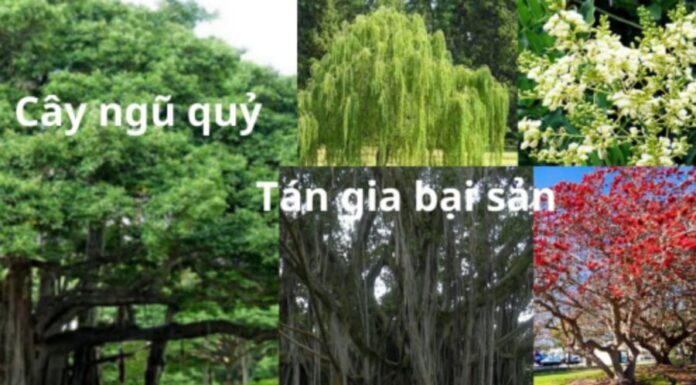 The Ancient Secret to a Wealthy Home: Unveiling the Mystery Tree of Fortune