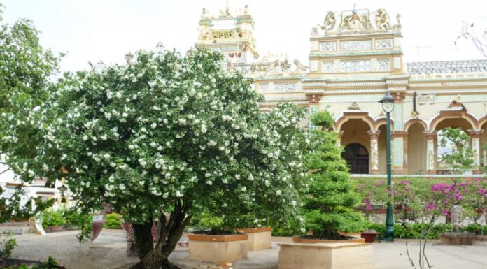 Is It Fortuitous to Plant Magnolia Trees in Front of Your House?