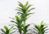 Attract Wealth and Prosperity: Invite Good Fortune with This Lucky House Plant