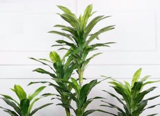 Attract Wealth and Prosperity: Invite Good Fortune with This Lucky House Plant