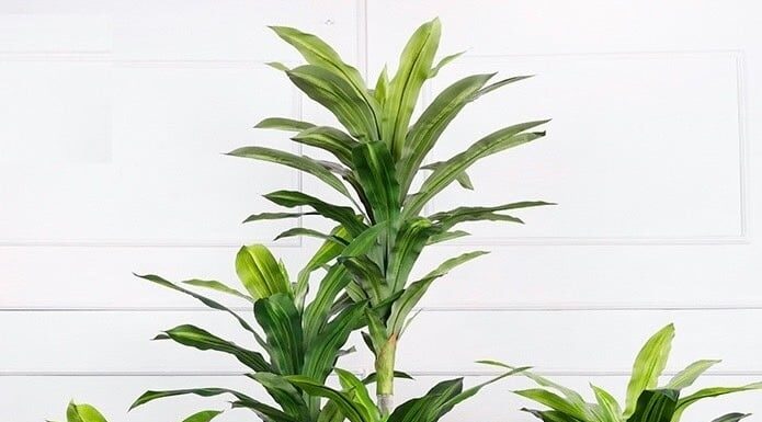 Attract Wealth and Prosperity: Invite Good Fortune with This Lucky House Plant