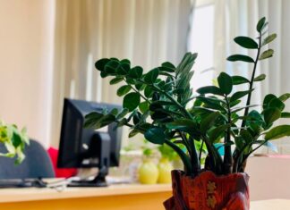 ‘Money Tree’: Plant This Tree in Front of Your House and Watch Your Wealth Grow Like Never Before