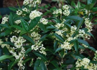 The Ancient’s Wisdom: “The Three Trees of Fortune: Planting Prosperity and Wealth for Future Generations”