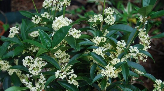 The Ancient’s Wisdom: “The Three Trees of Fortune: Planting Prosperity and Wealth for Future Generations”