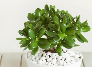 The Ultimate Guide to Feng Shui Trees for Wood Element: Enhancing Your Home, Your Style, and Inviting Prosperity