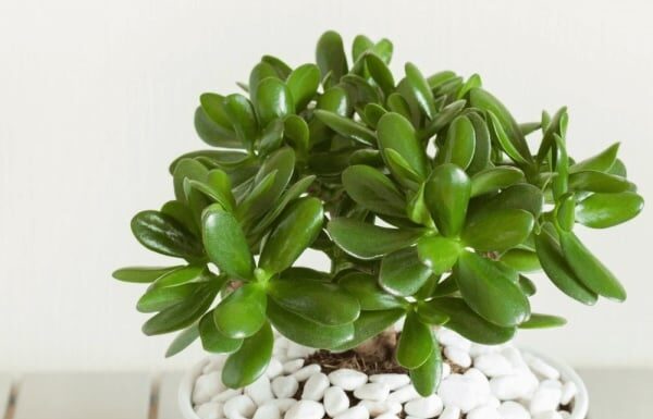 The Ultimate Guide to Feng Shui Trees for Wood Element: Enhancing Your Home, Your Style, and Inviting Prosperity