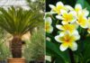 The Ultimate Guide to Ancestral Fortune: Unlocking Prosperity with these 6 Feng Shui Plants.