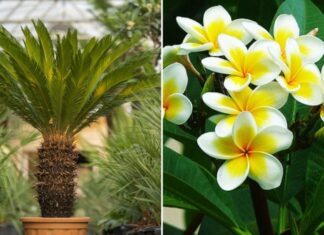 The Ultimate Guide to Ancestral Fortune: Unlocking Prosperity with these 6 Feng Shui Plants.
