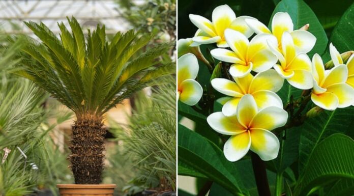 The Ultimate Guide to Ancestral Fortune: Unlocking Prosperity with these 6 Feng Shui Plants.