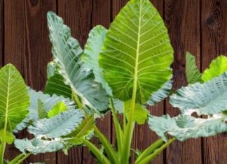 “Attract Wealth and Prosperity with This Easy-to-Grow Wild Plant – The Bigger the Leaves, the Bigger the Fortune!”