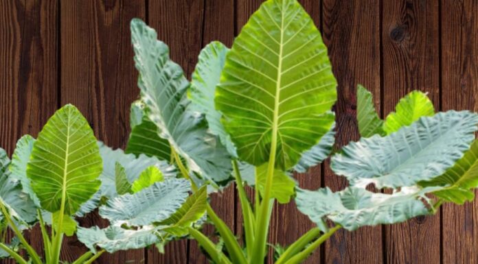 “Attract Wealth and Prosperity with This Easy-to-Grow Wild Plant – The Bigger the Leaves, the Bigger the Fortune!”