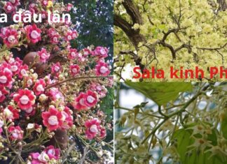 What Does Planting a Sala Tree Symbolize? Unravel the Confusion Around the Sala Tree in Buddhism and Its Look-alike, the ‘Sala Dau Lan’.