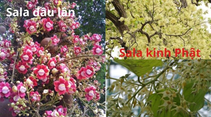 What Does Planting a Sala Tree Symbolize? Unravel the Confusion Around the Sala Tree in Buddhism and Its Look-alike, the ‘Sala Dau Lan’.