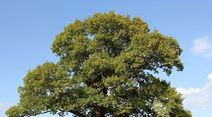 The Ancient Key to Wealth: Unlocking Prosperity with the Four Trees of Fortune