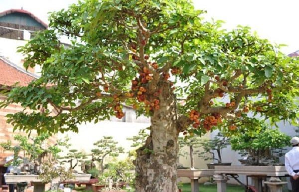 The Three Trees of Fortune: Unlocking Prosperity and Protection.