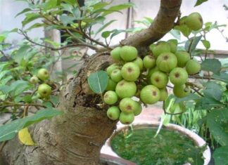 Is It Good Feng Shui to Plant a Fig Tree in Front of the House?