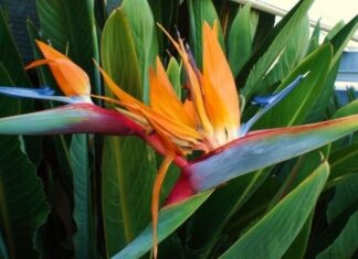 The Green Thumb’s Secret: Unveiling the Power of Large-Leafed Plants in Luxurious Homes