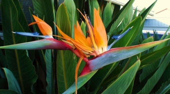 The Green Thumb’s Secret: Unveiling the Power of Large-Leafed Plants in Luxurious Homes