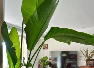 The Magic Tree That Brings Wealth and Harmony: Unlocking Prosperity in Your Home