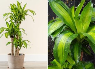 The Ultimate Guide to Planting Schefflera Trees: Unlocking the Secrets of Timing and Placement for Optimal Growth and Positive Energy Flow