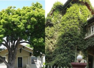 The Ancient Art of Feng Shui and Its Impact on Gardening: Unraveling the Mystery Behind the Saying “Beware of Tall Trees and Pointed Branches”