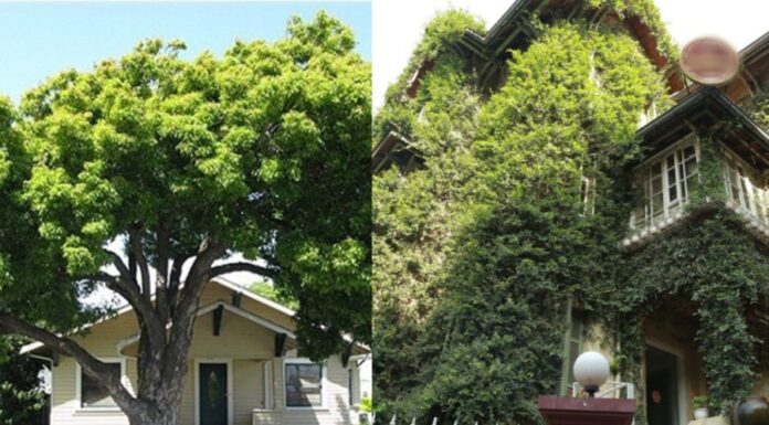 The Ancient Art of Feng Shui and Its Impact on Gardening: Unraveling the Mystery Behind the Saying “Beware of Tall Trees and Pointed Branches”