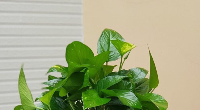 “Planting the “lucky” betel vine: Placing it in this position will quickly enrich the homeowner.”