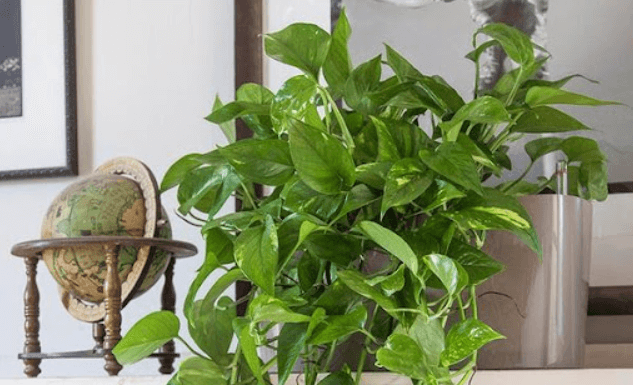 The Peace Lily Brings Prosperity and Success: These 2 Lucky Ages Should Embrace This Plant for Abundance.