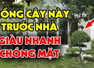 The Ultimate Guide to Wealth-Attracting Plants: Unlocking Prosperity with Strategic Greenery Placement