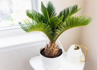 Unveiling the 5 “Luck-Attracting” Plants for Your Living Room: Low-Maintenance and Excellent for Feng Shui