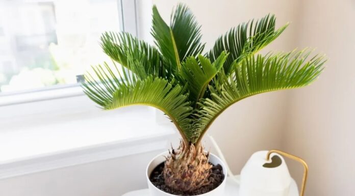 Unveiling the 5 “Luck-Attracting” Plants for Your Living Room: Low-Maintenance and Excellent for Feng Shui