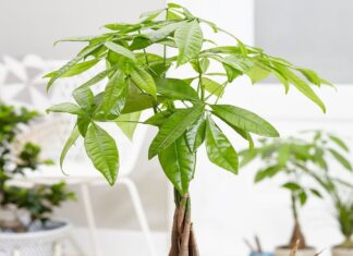 The 4 Plant Species That Were Once Highly Coveted, But Now May Leave You With ‘Utmost Regret’