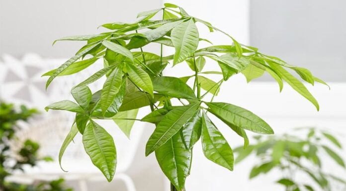 The 4 Plant Species That Were Once Highly Coveted, But Now May Leave You With ‘Utmost Regret’