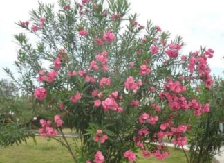 The 4 Magical Trees That Grow Exponentially and Bloom Brilliantly in Just a Year: Unveiling the Secrets to Their Rapid Success