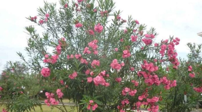 The 4 Magical Trees That Grow Exponentially and Bloom Brilliantly in Just a Year: Unveiling the Secrets to Their Rapid Success