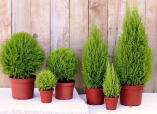 The Green Quartet: Inviting Wealth and Fortune with Four Auspicious Plants