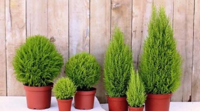 The Green Quartet: Inviting Wealth and Fortune with Four Auspicious Plants