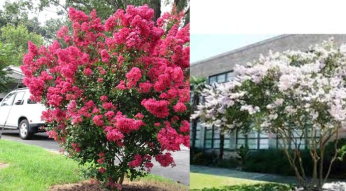 “The Significance of Planting a Honeysuckle Vine in Feng Shui”