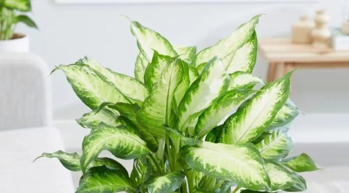 “Attract Wealth and Harmony: The Power of This House Plant”