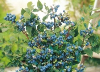 The Ultimate Trio: Three Fruit Trees to Transform Your Balcony into a Bountiful Paradise