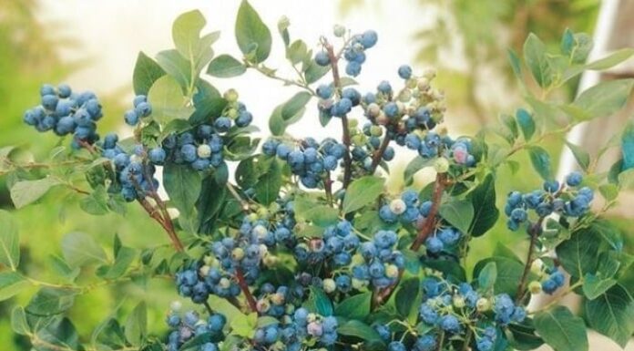 The Ultimate Trio: Three Fruit Trees to Transform Your Balcony into a Bountiful Paradise