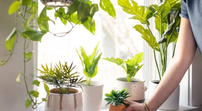 The 3 Lucky Charms: Place on Your Window for a Fortunate Future