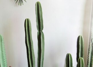 The Green Guardian: Welcoming Prosperity and Warding Off Evil with the Mighty ‘Kington’ Tree