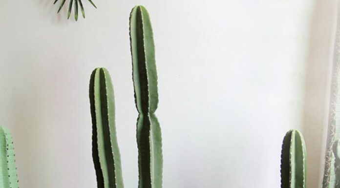 The Green Guardian: Welcoming Prosperity and Warding Off Evil with the Mighty ‘Kington’ Tree