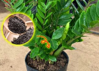 The Magic Powder: Unlocking Lush, Thriving Greenery All Year Round