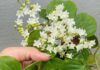 Cinnamonum: A Year-Round White ‘Wall’ of Blooming Delights