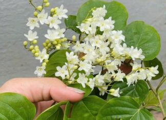 Cinnamonum: A Year-Round White ‘Wall’ of Blooming Delights
