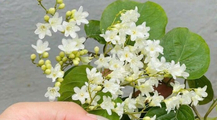 Cinnamonum: A Year-Round White ‘Wall’ of Blooming Delights